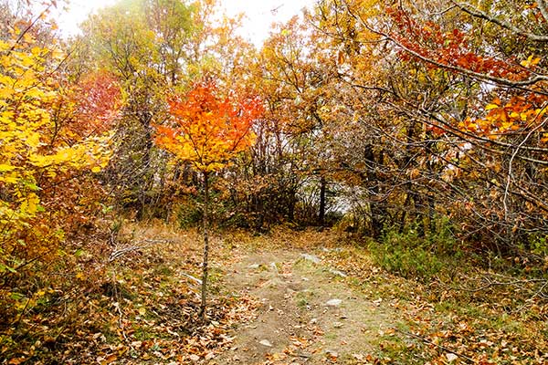 Есенни прелести, Ковачевица