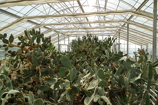 Балчик - ботаническа градина - кактуси