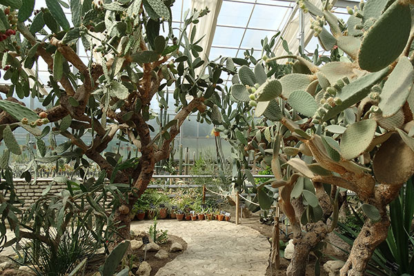 Балчик - ботаническа градина - кактуси