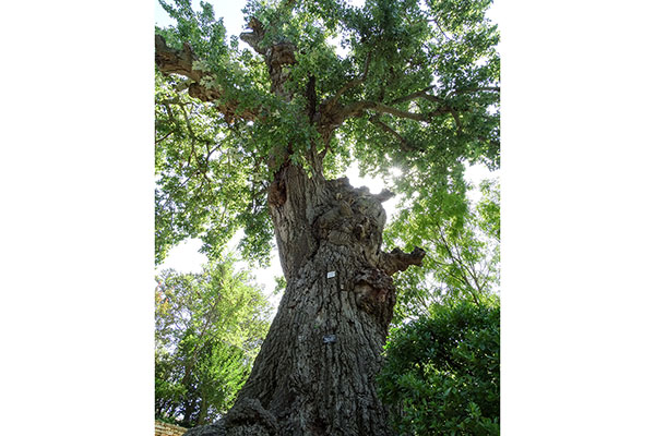 Балчик - ботаническа градина - вековно дърво