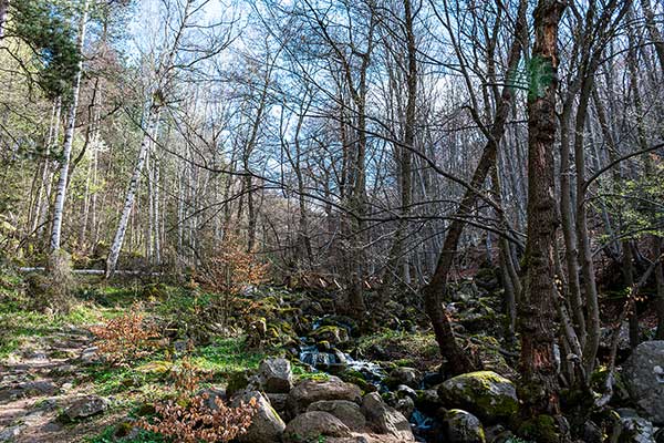 Пътека на здравето - село Кладница - хижа Селимица