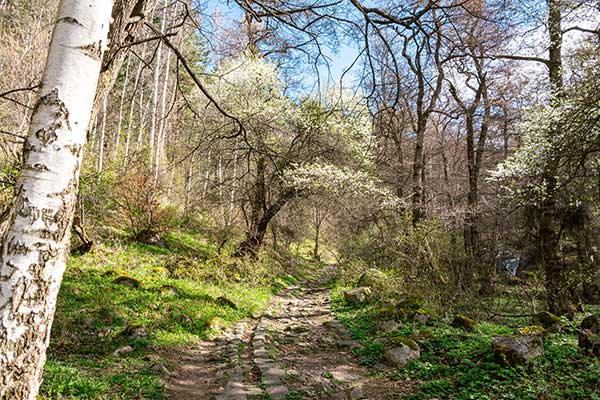 От село Кладница до хижа Селимица - Екопътека “Пътека на здравето”